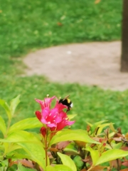 Bombus terrestris