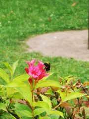 Bombus terrestris