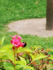 Bombus terrestris