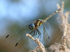 Micrathyria hypodidyma