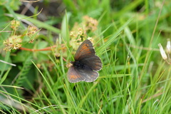 Erebia tyndarus