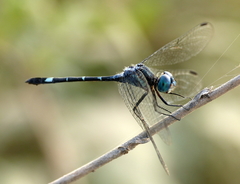 Micrathyria hypodidyma