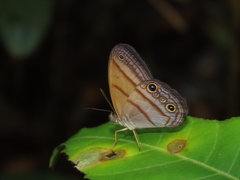 Amiga arnaca