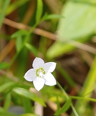 Campanula aparinoides