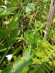 Campanula aparinoides