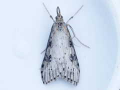 Udea itysalis