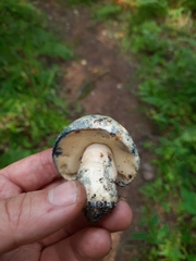Gyroporus cyanescens