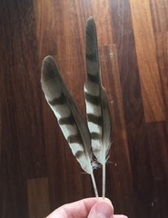 Accipiter nisus