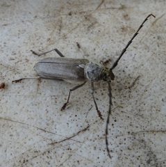 Gnaphalodes trachyderoides