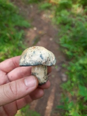 Gyroporus cyanescens