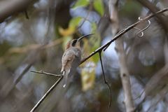 Broad-Tipped Hermit photo 2