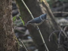Lophophanes dichrous