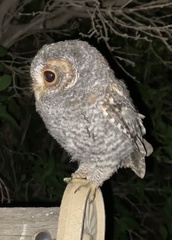 Psiloscops flammeolus