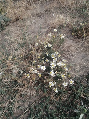 Tripleurospermum inodorum