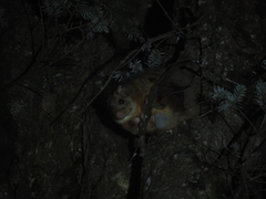 Trogopterus xanthipes