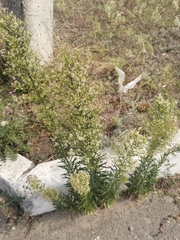Erigeron canadensis