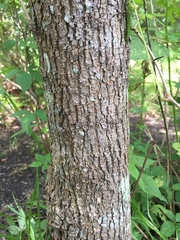 Fraxinus caroliniana