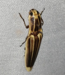 Semiotus ligneus