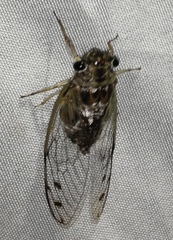 Diceroprocta tepicana