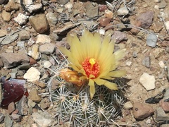 Coryphantha pallida