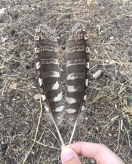 Otus scops