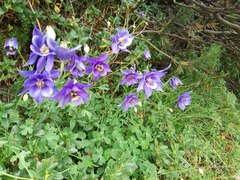 Aquilegia confusa