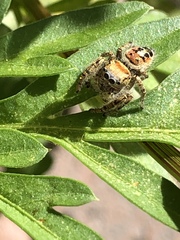 Phidippus