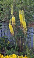 Eremurus