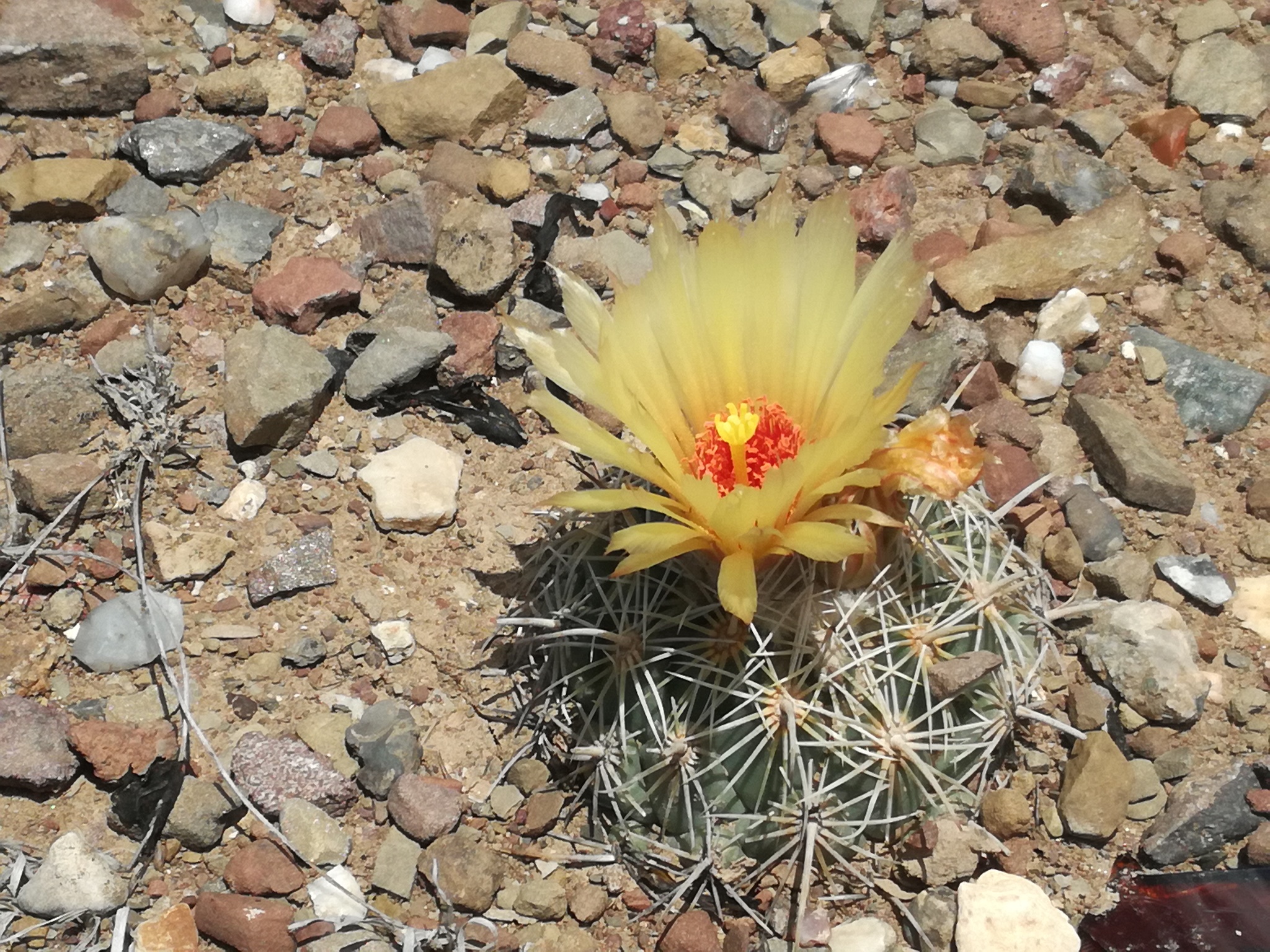 Coryphantha pallida