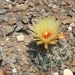 Coryphantha pallida - Photo (c) Ing. Gerardo Rodriguez Sánchez, some rights reserved (CC BY-NC), uploaded by Ing. Gerardo Rodriguez Sánchez
