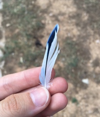 Melopsittacus undulatus domesticus