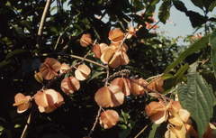 Combretaceae