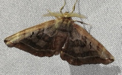 Phiditiidae