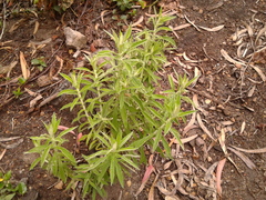 Pseudognaphalium elegans