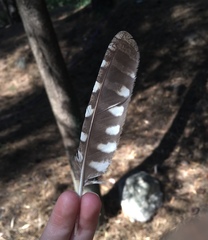Otus scops