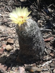 Coryphantha pallida