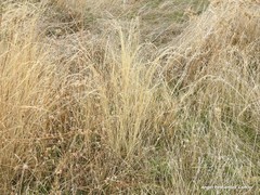 Agrostis castellana
