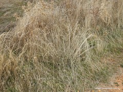Agrostis castellana