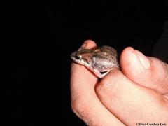 Leptodactylus fragilis