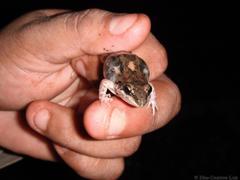 Leptodactylus fragilis