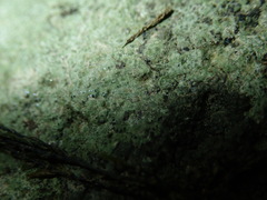 Verrucaria praetermissa