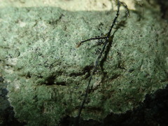 Verrucaria praetermissa