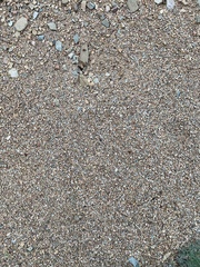 Pogonomyrmex rugosus