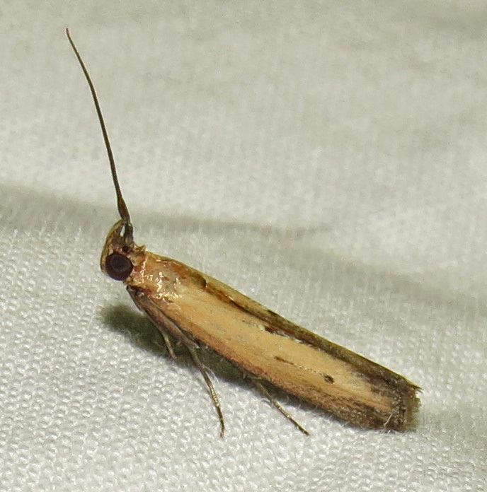 Elasmopalpus