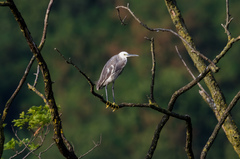 Egretta garzetta × gularis