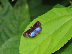 Pythonides jovianus crameri