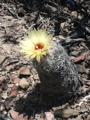 Coryphantha pallida