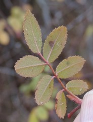 Rosa agrestis