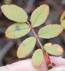 Rosa agrestis