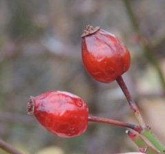 Rosa agrestis
